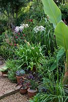 Pots de plantes succulentes, d'herbes et de bananiers parterre d'agapanthes blanches, Persicaria amplexicaulis 'Rosea', Monarda didyma 'Jacob Cline' et Aster peduncularis.