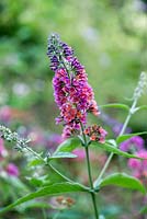 Buddleja weyeriana Bicolor, syn. B. Flower Power, Butterfly Bush, un arbuste à fleurs d'été aux panicules roses attirant les insectes.