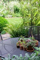 Une table de jardin en métal avec une sélection de plantes succulentes et de semis, projetée par du bambou noir dans un pot.