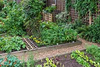 Un potager de jardin avec des bords de légumes surélevés plantés de feuilles de salade, de carottes Chantenay, de panais Duchesse, de framboises, de soucis et de Verbena bonariensis.
