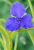 Tradescantia - Andersoniana Group 'Sweet Kate '. Lily araignée, fleur de la Trinité, juillet