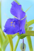 Tradescantia - Andersoniana Group - 'Sweet Kate '. Lily araignée, fleur de la Trinité, juillet