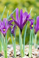 Iris reticulata 'JS Dijt', bulbe à fleurs d'hiver, en février