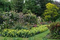 Un jardin de campagne avec pergola couverte de roses sur une passerelle avec parterre de fleurs ou alchémille et roses à côté.