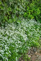 Galium odoratum poussant dans un parterre de fleurs ombragé étroit à côté d'une clôture recouverte de lierre