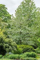 Davidia involucrata var. vilmoriniana