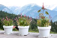 Grands pots blancs avec plantation sur le thème de la couleur de Ricinus communis Eucomis Zinnia Gaura et Cléome sur terrasse en bois donnant sur les montagnes enneigées des Alpes Jardin des Cimes Chamonix, France, juillet