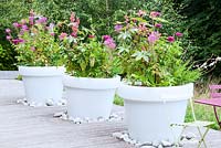 Grands pots blancs avec plantation sur le thème de la couleur de Ricinus communis Eucomis Zinnia Gaura et Cleome sur terrasse en bois Jardin des Cimes, Chamonix, France. juillet