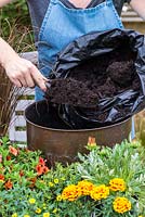Planter un pot en cuivre avec des plantes de couleur chaude. Remplissez de terreau.