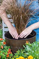 Planter un pot en cuivre avec des plantes de couleur chaude. Placez l'herbe Carex comans 'Milk Chocolate', la plante la plus haute, au centre.