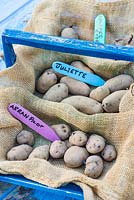 Pomme de terre - Solanum tuberosum, 'Arran Pilot', 'Juliette' et 'Sharpes Express', mis en place avant le semis, Angleterre, février.