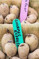 Pomme de terre - Solanum tuberosum, 'Sharpes Express', mis en place avant la plantation, Angleterre, février.
