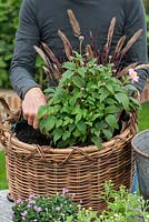 Plantation d'un panier à grumes avec des vivaces à floraison précoce. Plantez l'anémone japonaise à côté de l'herbe fontaine rouge.