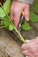Prenant des boutures de bourgeons à feuilles d'un mahonia. Bouture tige