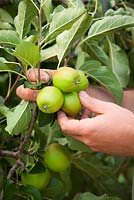 Éclaircir les pommes en été pour favoriser la maturation et favoriser des fruits de bonne taille et sains. Malus domestica