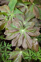Podophyllum peltatum. Mayapple américain, plante parapluie, mandragore sauvage