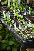 Plateaux de jeunes plants annuels poussant dans des modules de bacs à graines en plastique dans la serre. Y compris zinnias, bouillon et tournesols