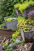 Pots en métal vieilli empilés en formation de niveau, plantés avec une variété de plantes succulentes