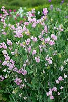 Lathyrus odoratus 'Prima Donna', un pois du patrimoine introduit en 1896, grimpant à la floraison annuelle à partir de juin