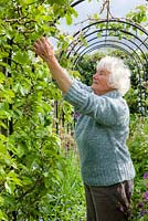 Shirley Gilbert ramasse les feuilles malades des pommes sur sa voûte fruitière. Sa vigilance constante maintient les arbres formés sains et productifs.