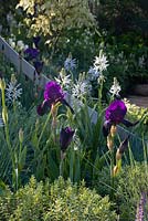 Iris violets et camassias avec bande incurvée en acier inoxydable traversant la plantation et devant Cornus controversa 'Variegata '. North East England at Home Garden, des. Penny Denoon, John Carmichael