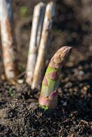 Asparagus officinalis. Nouvelle lance d'asperges avec des souches de vieilles tiges