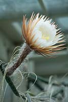 Selenicereus grandiflorus. Reine de la nuit fleur de cactus s'ouvrant au crépuscule. La fleur ne dure qu'une nuit.