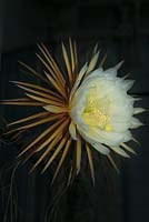 Selenicereus grandiflorus. Reine du cactus de nuit. Fleur complètement ouverte après la tombée de la nuit. La fleur ne dure qu'une nuit.