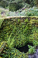 Ancienne source dans le jardin de devant encadrée par un muret colonisé par Chrysosplenium alternifolium et fougères. Windy Hall, Windermere, Cumbria, Royaume-Uni