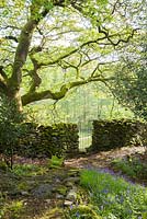 Mur de pierres sèches qui s'étend entre le jardin boisé et le terrain attenant avec du chêne et des jacinthes. Windy Hall, Windermere, Cumbria, Royaume-Uni