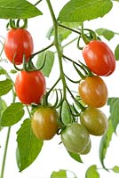 Solanum lycopersicum 'Romello' - Tomate cerise et prune. Tomate de brousse déterminée résistante à la brûlure. syn. Lycopersicon esculentum. Fruits mûrs et non mûrs