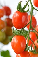 Solanum lycopersicum 'Romello' - Tomate cerise et prune. Tomate de brousse déterminée résistante à la brûlure. syn. Lycopersicon esculentum.
