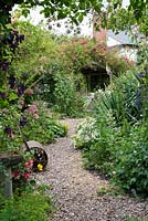 Un chemin à travers un jardin de cottage avec des parterres de fleurs mixtes et des arches couvertes de rosiers grimpants et de clématites. Au premier plan Rosa 'Belvedere' et Clematis 'Etoile Violette '.