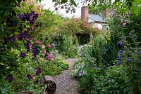 Un chemin à travers un jardin de cottage avec des parterres de fleurs mixtes et des arches couvertes de rosiers grimpants et de clématites. Au premier plan, sur arcade, Rosa 'Belvedere' et Clematis 'Etoile Violette '.