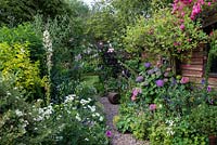 Un jardin de cottage avec Rosa 'Dorothy Perkins' à droite, plantée d'hortensia, de géranium rustique, d'alchémille, de grande camomille et de véronique. Au fond, Rosa 'Belvedere' et Clematis 'Etoile Violette' se précipitent sur une arche rustique.