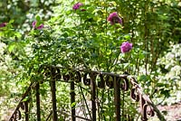 Vieille balustrade en fer rouillé avec Rosa 'Mme. Isaac Pereire - Juin, Le Jardin de Marguerite