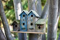 Nestbox dans Euodia hupehensis - Abeille - juin, Le Jardin de Marguerite, France