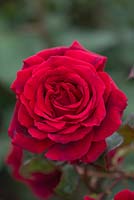 Rosa 'Velvet Fragrance'