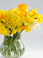 Variété de narcisses de jardin dans un vase en verre - Jetfire, Tete a Tete`` Bridal Crown, Snipe, Eaton Bells