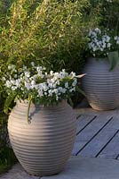 Altos blancs - pensées dans des pots cannelés sur une terrasse en bois avec du bambou. juin