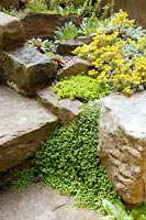 Détail de parterre de fleurs à côté de l'étape en pierre de jardin avec Sedum, Soleirolia soleirolii et Echeveria