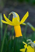 Hybride de Narcissus cyclamineus.