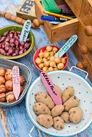 Échalotes, ensembles d'oignons et pommes de terre de semence, prêts à être plantés dans divers pots avec des étiquettes colorées faites maison.
