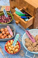 Échalotes, ensembles d'oignons et pommes de terre de semence, prêts à être plantés dans divers pots avec des étiquettes colorées faites maison.