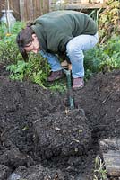 Excaver le sol autour de la plante mère, en faisant attention de ne pas endommager les couronnes. Une fois exposé, soulevez la plante à l'aide d'une fourchette