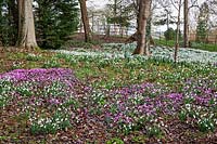 Galanthus nivalis et Cyclamen coum à Colesbourne Park, Gloucestershire - Février