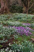 Galanthus nivalis et Cyclamen coum à Colesbourne Park, Gloucestershire, février
