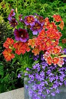 Salpiglossis 'Royale Mixed' poussant dans un pot de cube gris avec Campanula portenschlagiana pour déborder sur le bord.