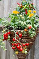 Panier suspendu planté de tomate 'Heartbreaker', soucis et poivrons.