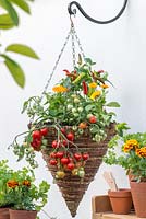 Panier planté de tomate 'Heartbreaker', de soucis et de poivrons, accroché à côté d'une table de rempotage avec des pots de persil et de soucis français.